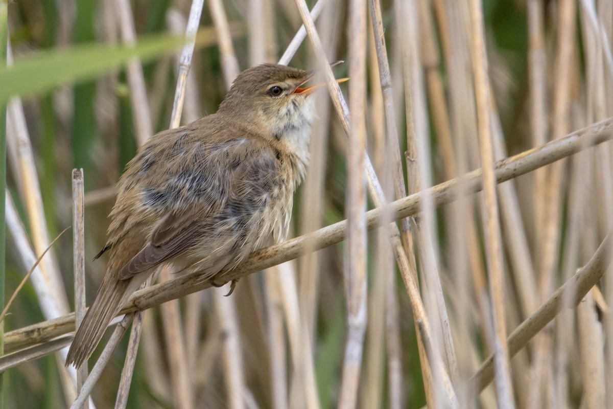 Common Reed Warbler - ML619850735
