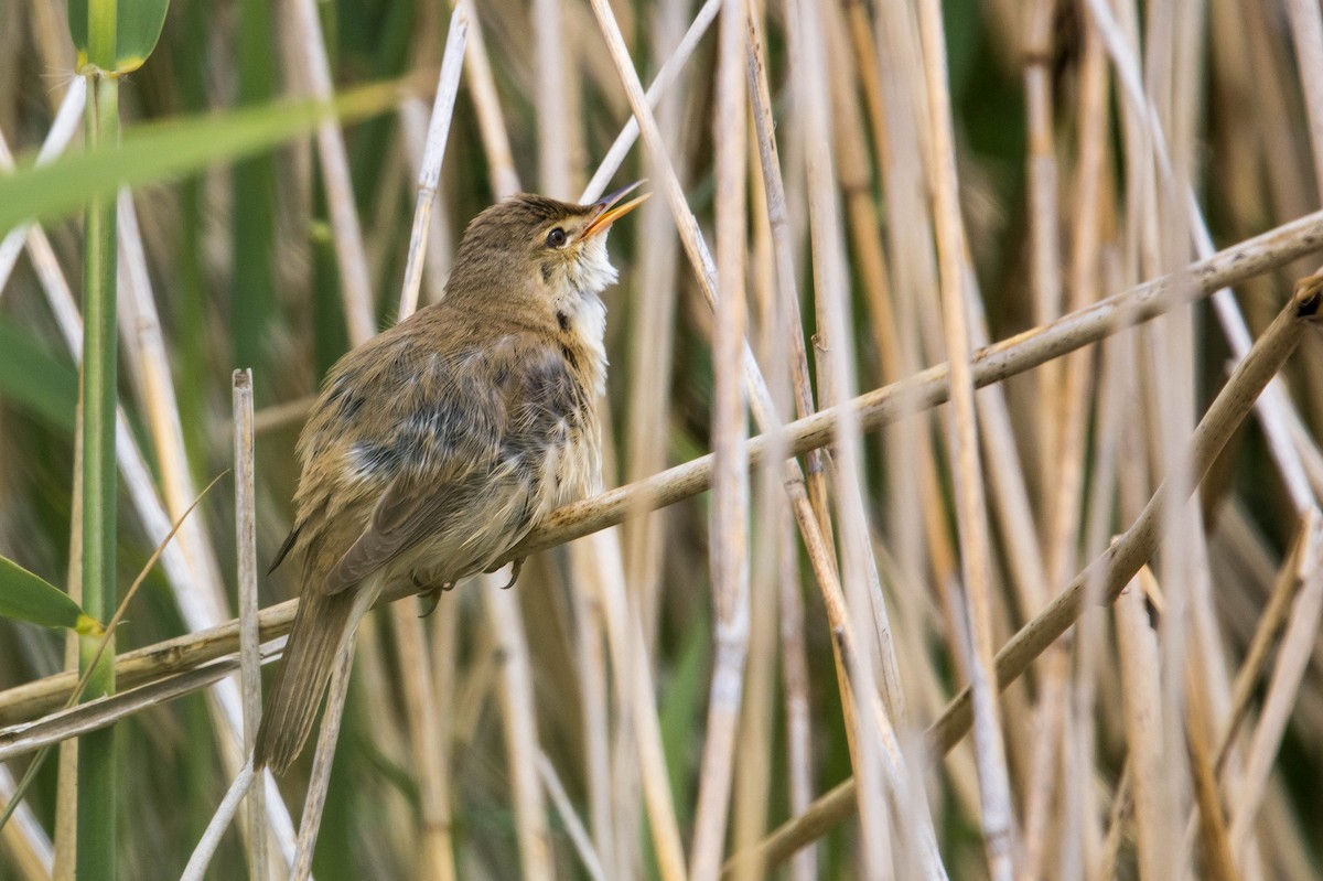 Common Reed Warbler - ML619850736