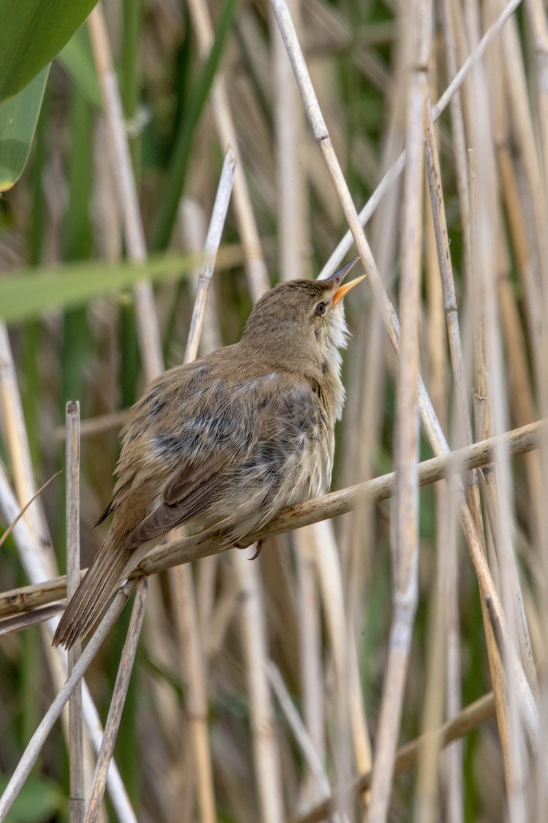 Common Reed Warbler - ML619850737