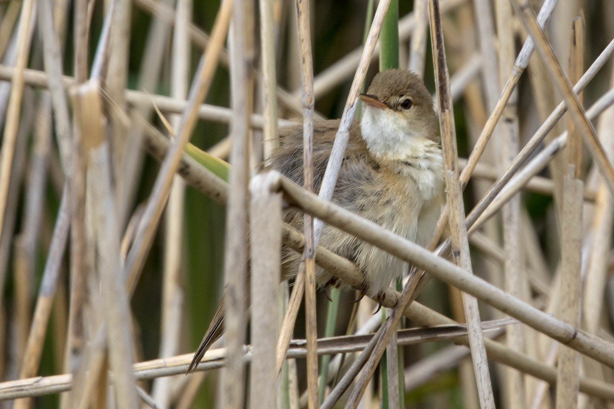 Common Reed Warbler - ML619850738