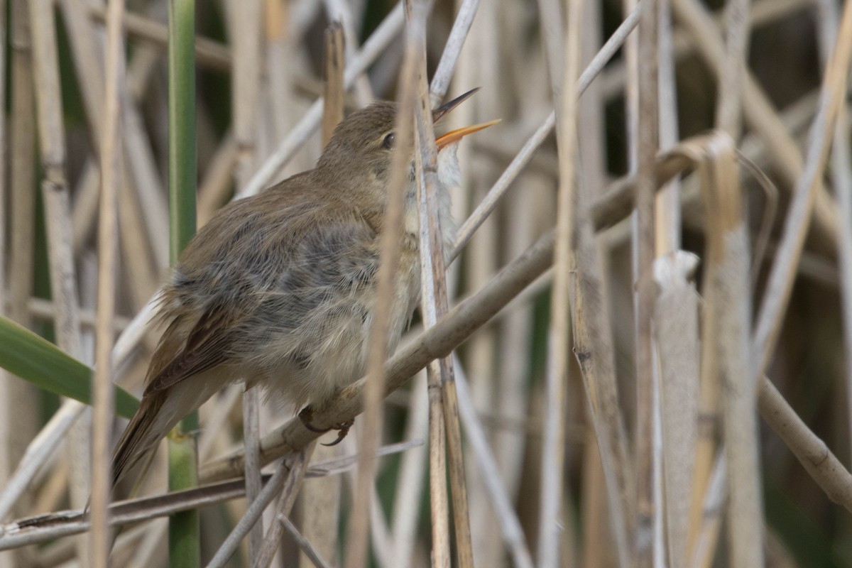 Common Reed Warbler - ML619850739