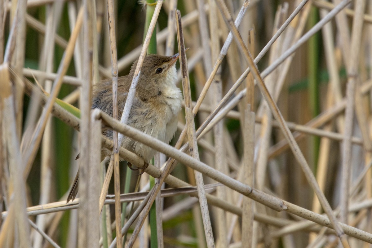 Common Reed Warbler - ML619850740