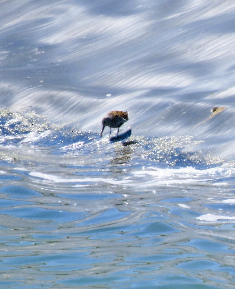 Dunlin - ML619850741