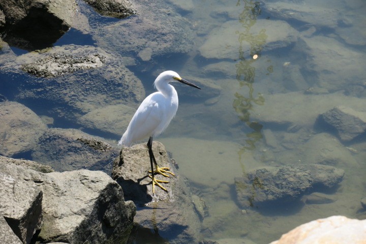 snøhegre - ML619850761