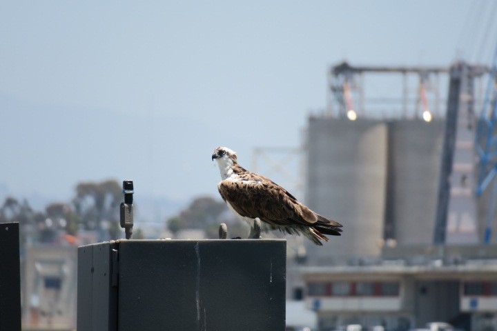 fiskeørn - ML619850763