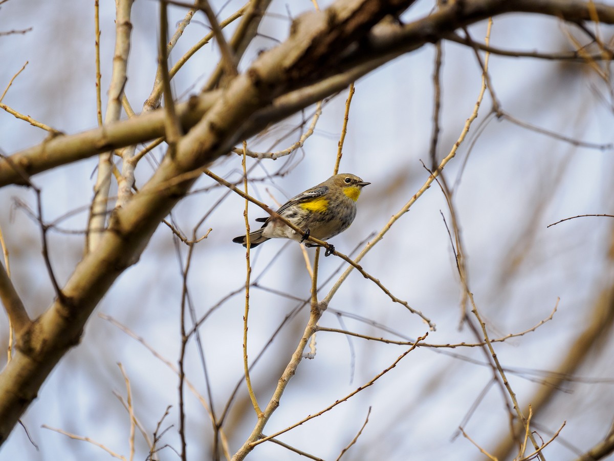 Yellow-rumped Warbler (Audubon's) - ML619850770