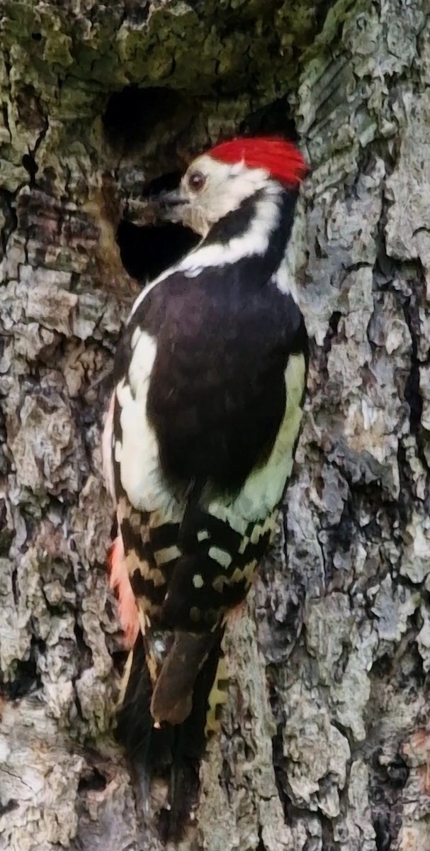 Middle Spotted Woodpecker - ML619850779