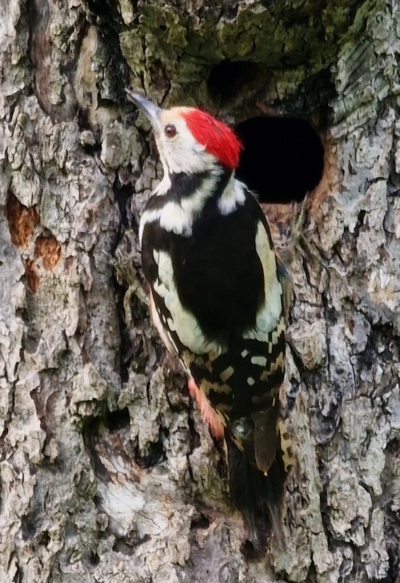 Middle Spotted Woodpecker - ML619850782