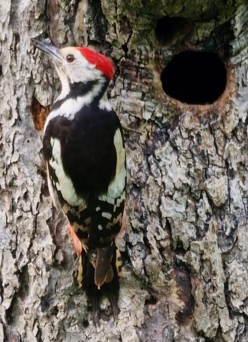 Middle Spotted Woodpecker - ML619850783