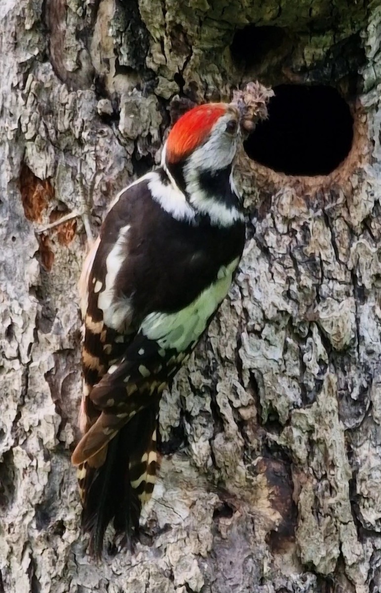 Middle Spotted Woodpecker - ML619850785