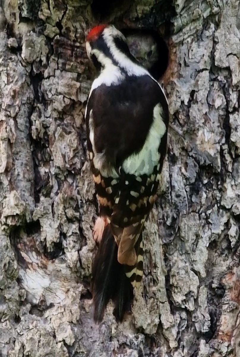 Middle Spotted Woodpecker - ML619850787