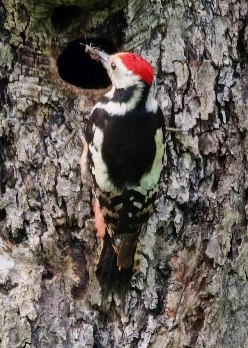 Middle Spotted Woodpecker - ML619850788