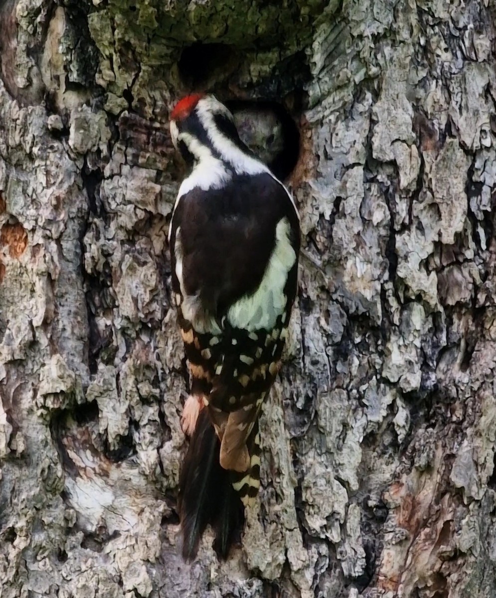 Middle Spotted Woodpecker - ML619850789