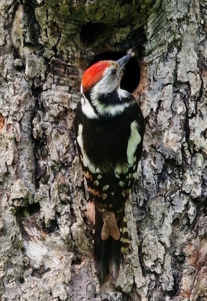 Middle Spotted Woodpecker - ML619850790