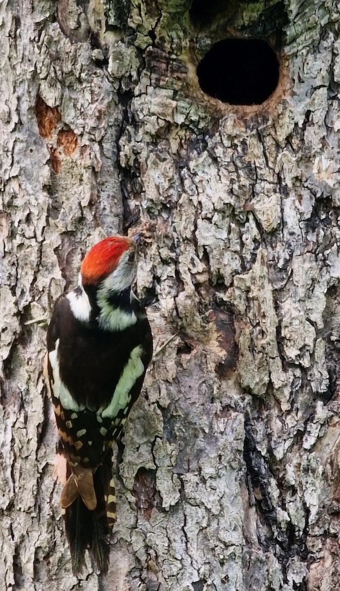 Middle Spotted Woodpecker - ML619850791