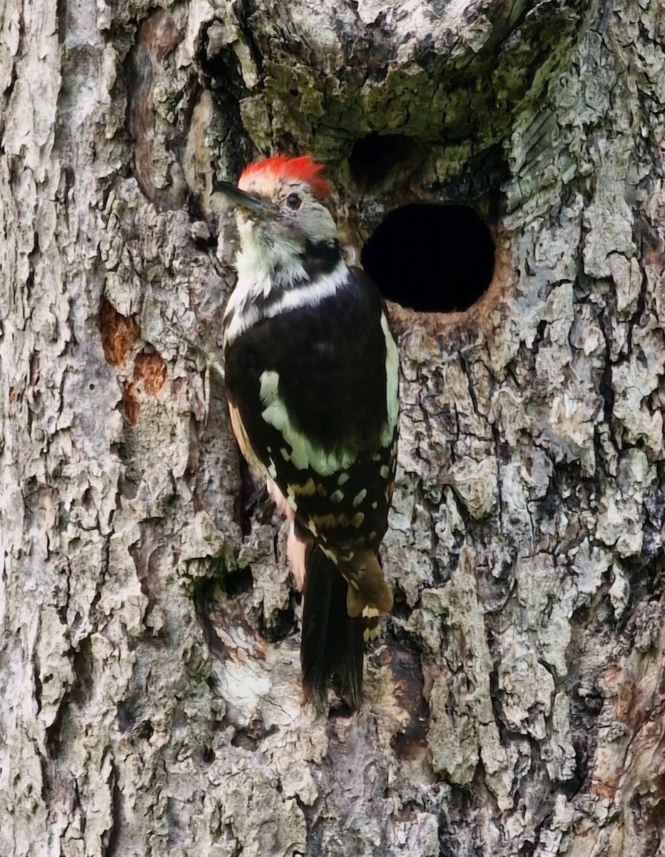 Middle Spotted Woodpecker - ML619850792