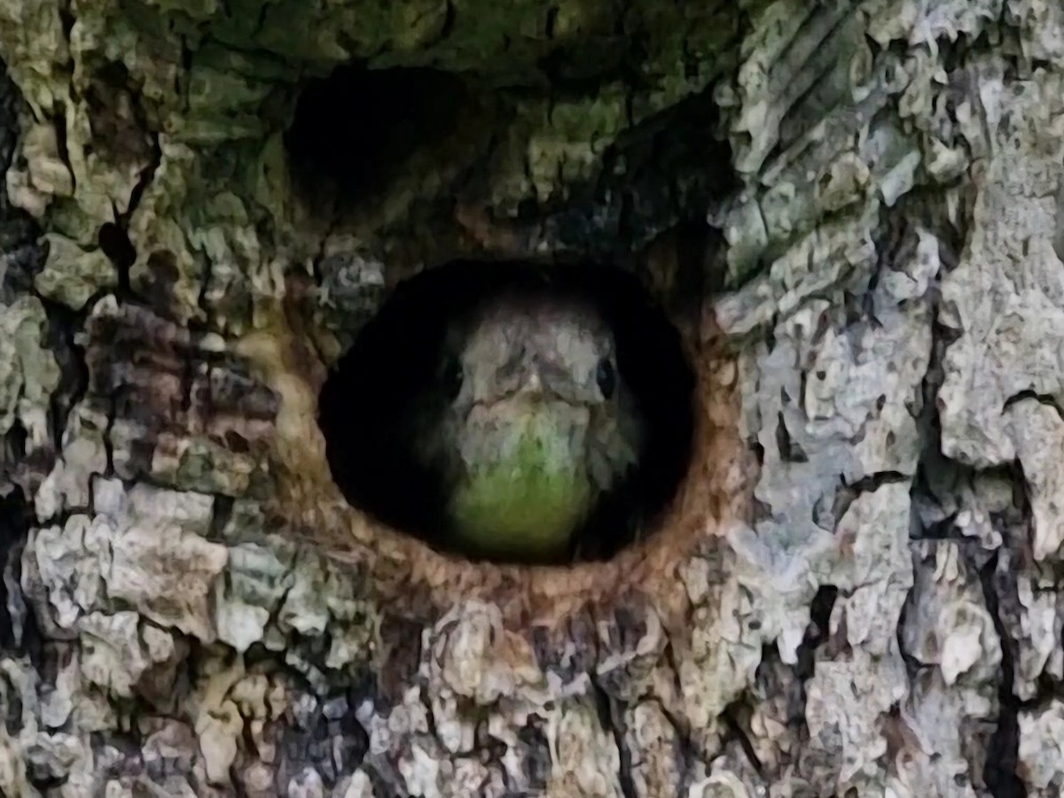 Middle Spotted Woodpecker - ML619850793