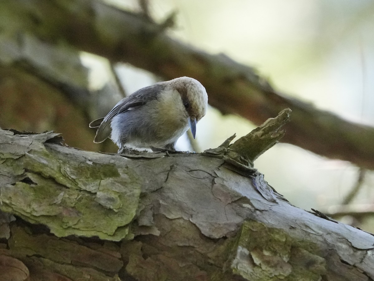 Brown-headed Nuthatch - ML619850821