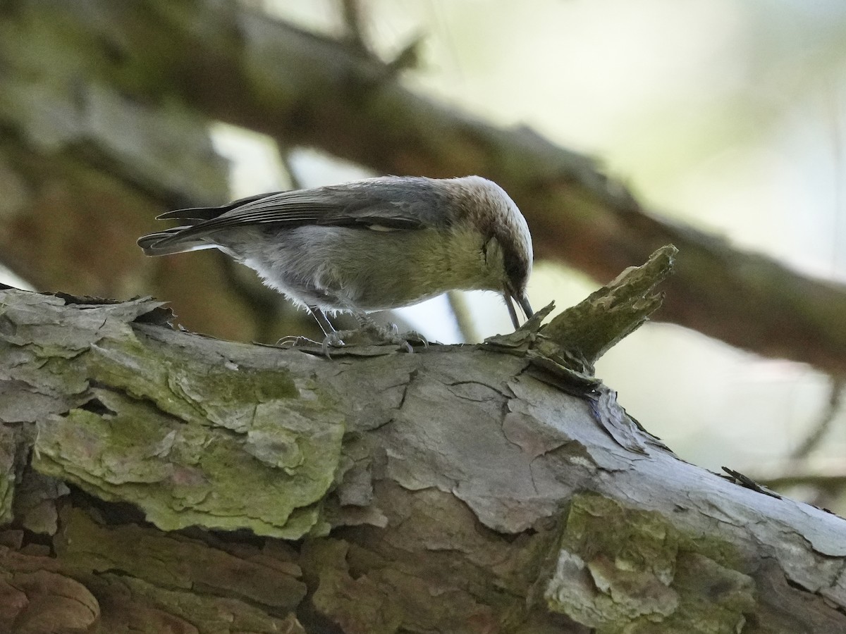 Brown-headed Nuthatch - ML619850822