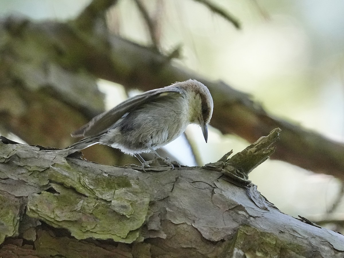 Brown-headed Nuthatch - ML619850823