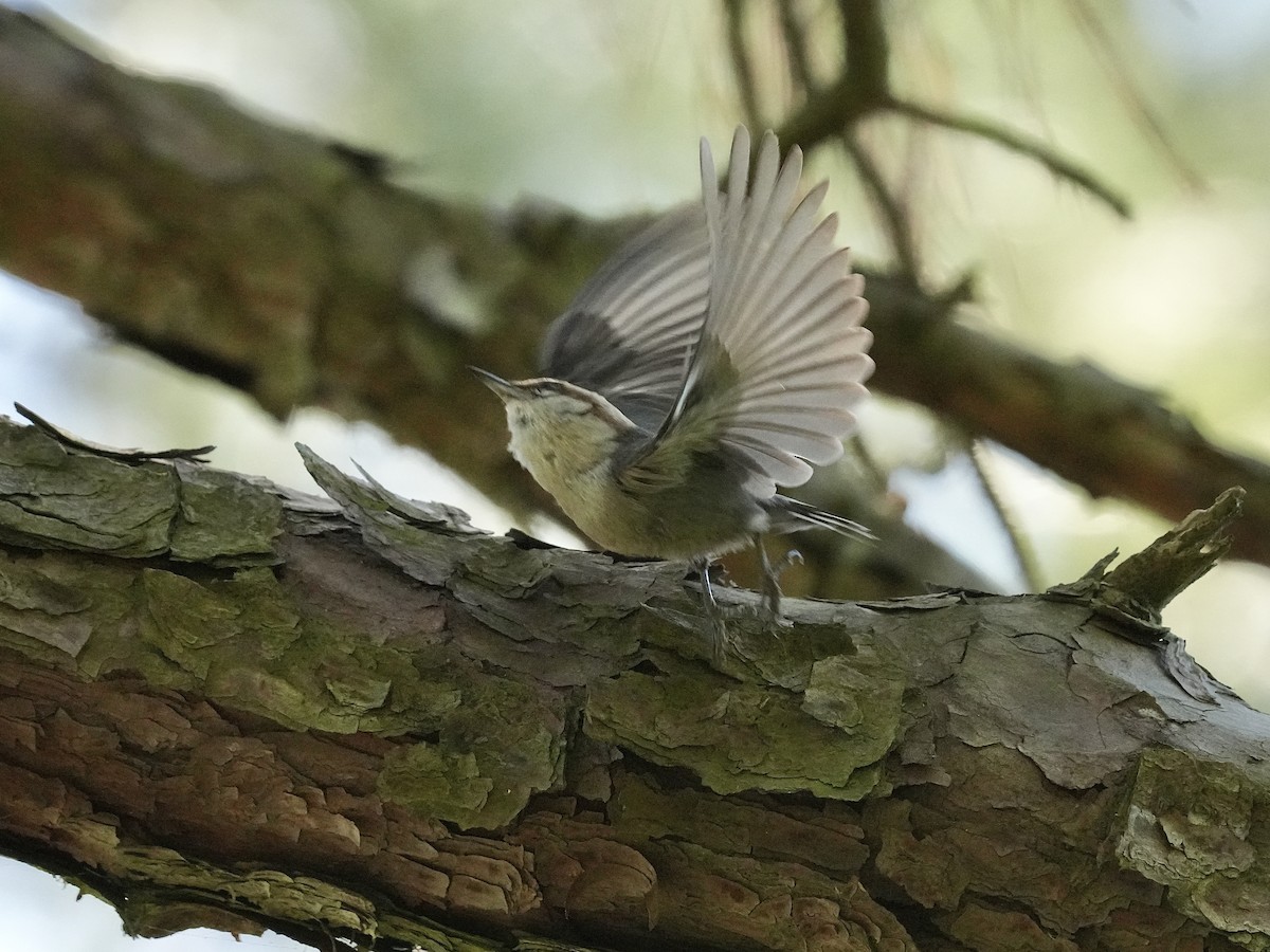 Brown-headed Nuthatch - ML619850824