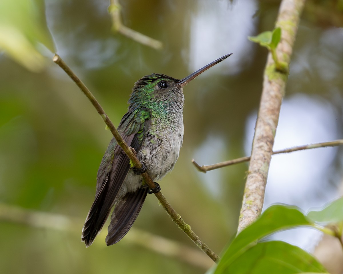 Charming Hummingbird - ML619850830