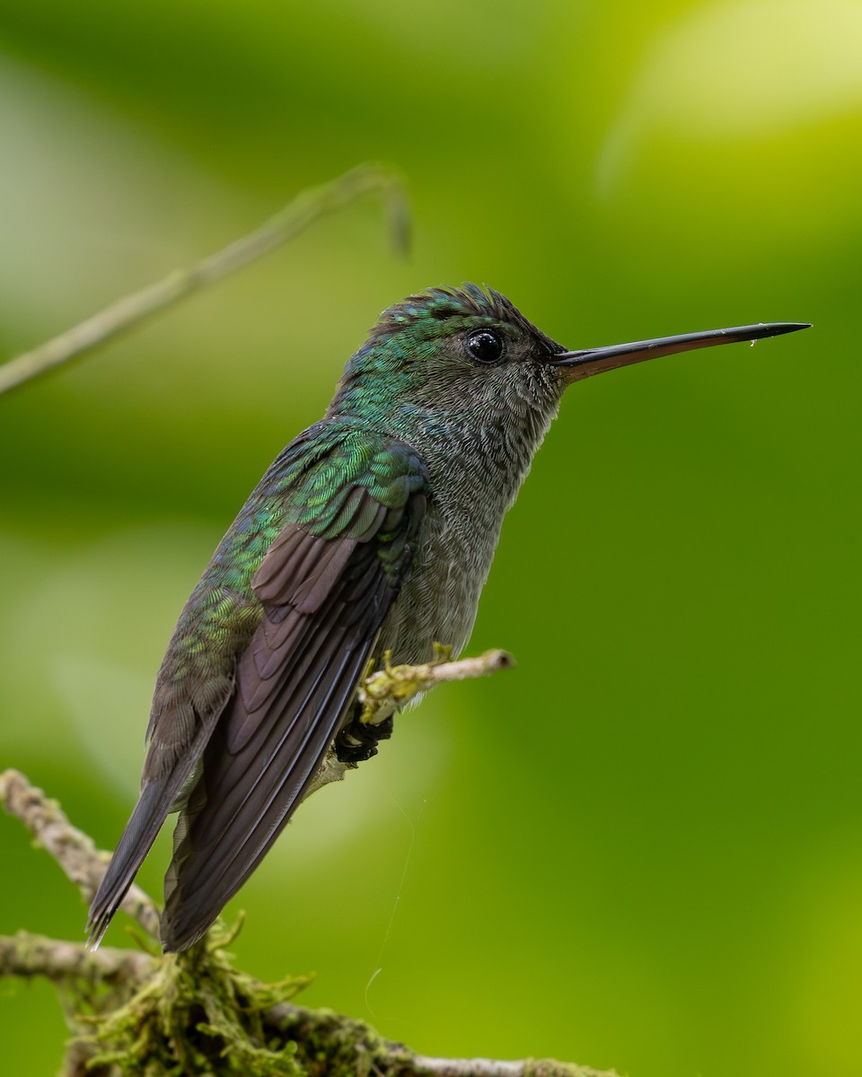 kolibřík sličný - ML619850831