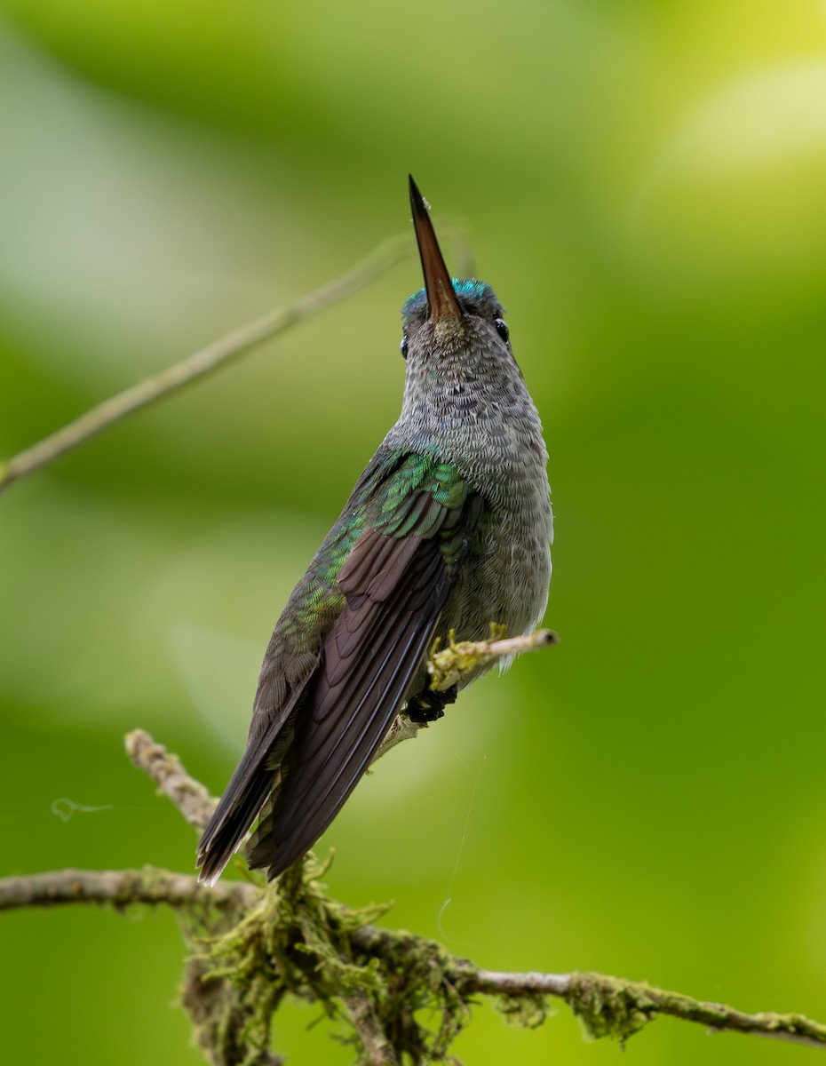 Charming Hummingbird - ML619850832