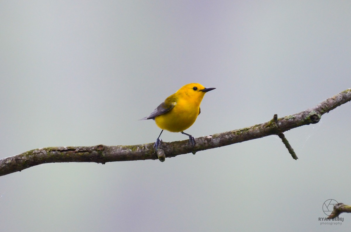 Prothonotary Warbler - ML619850836
