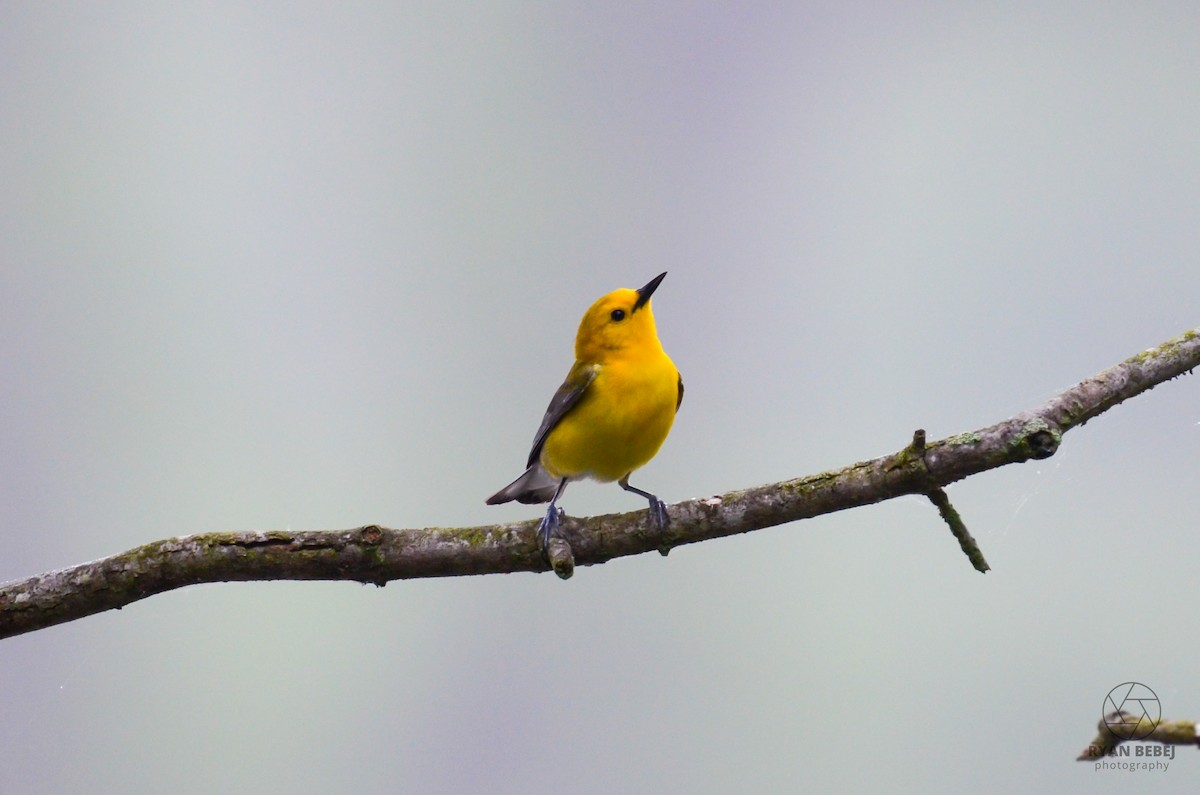 Prothonotary Warbler - ML619850838