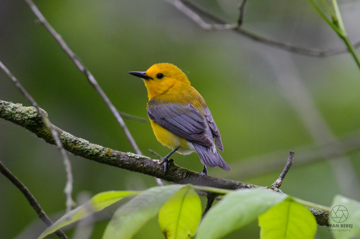 Prothonotary Warbler - ML619850842