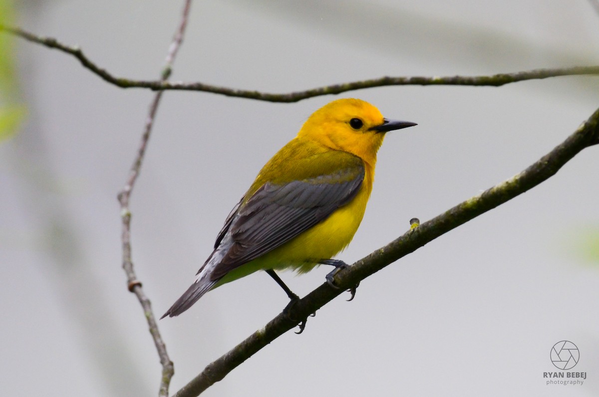Prothonotary Warbler - ML619850844