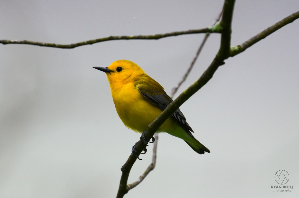 Prothonotary Warbler - ML619850847