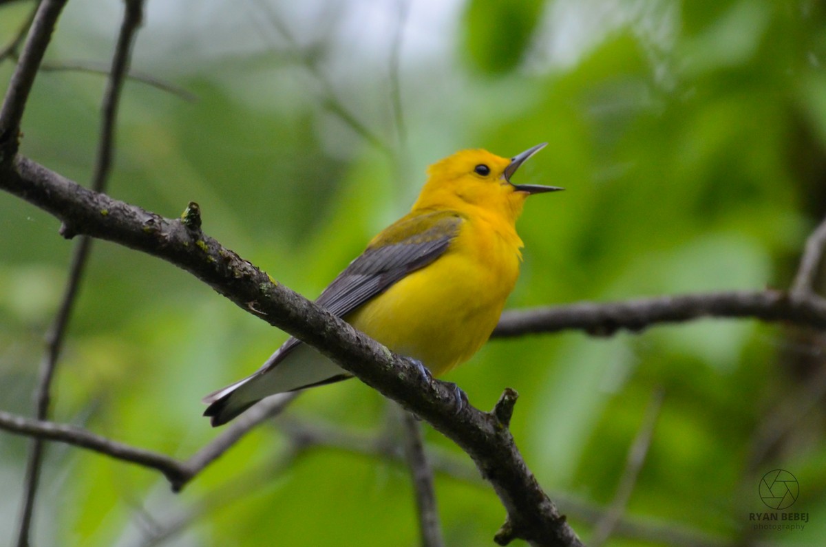 Prothonotary Warbler - ML619850856
