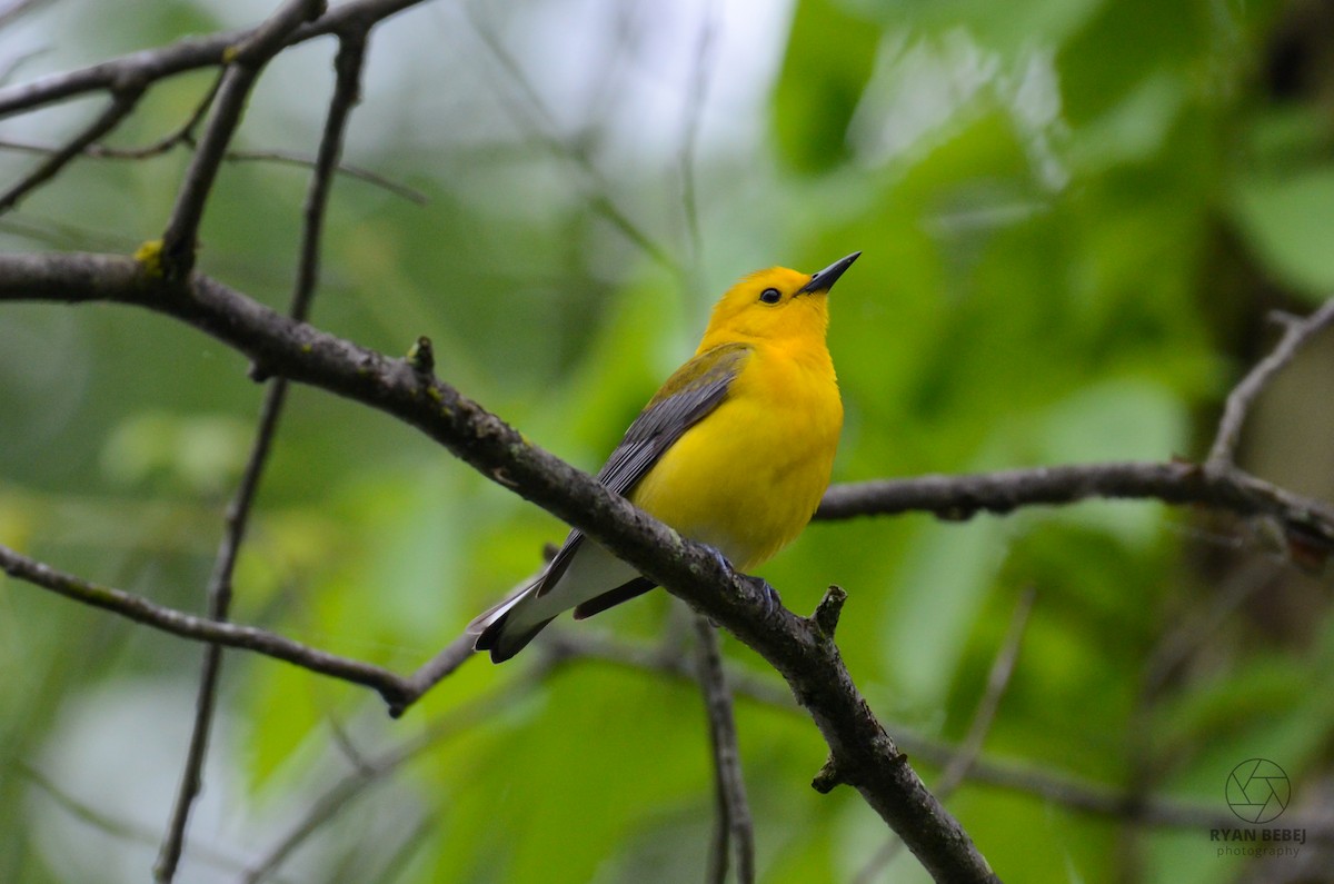 Prothonotary Warbler - ML619850858