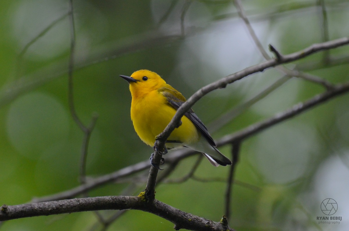 Prothonotary Warbler - ML619850860