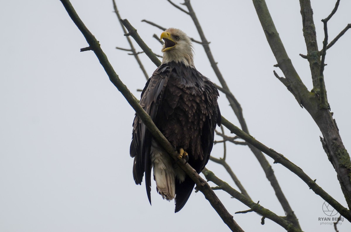 Bald Eagle - ML619850864