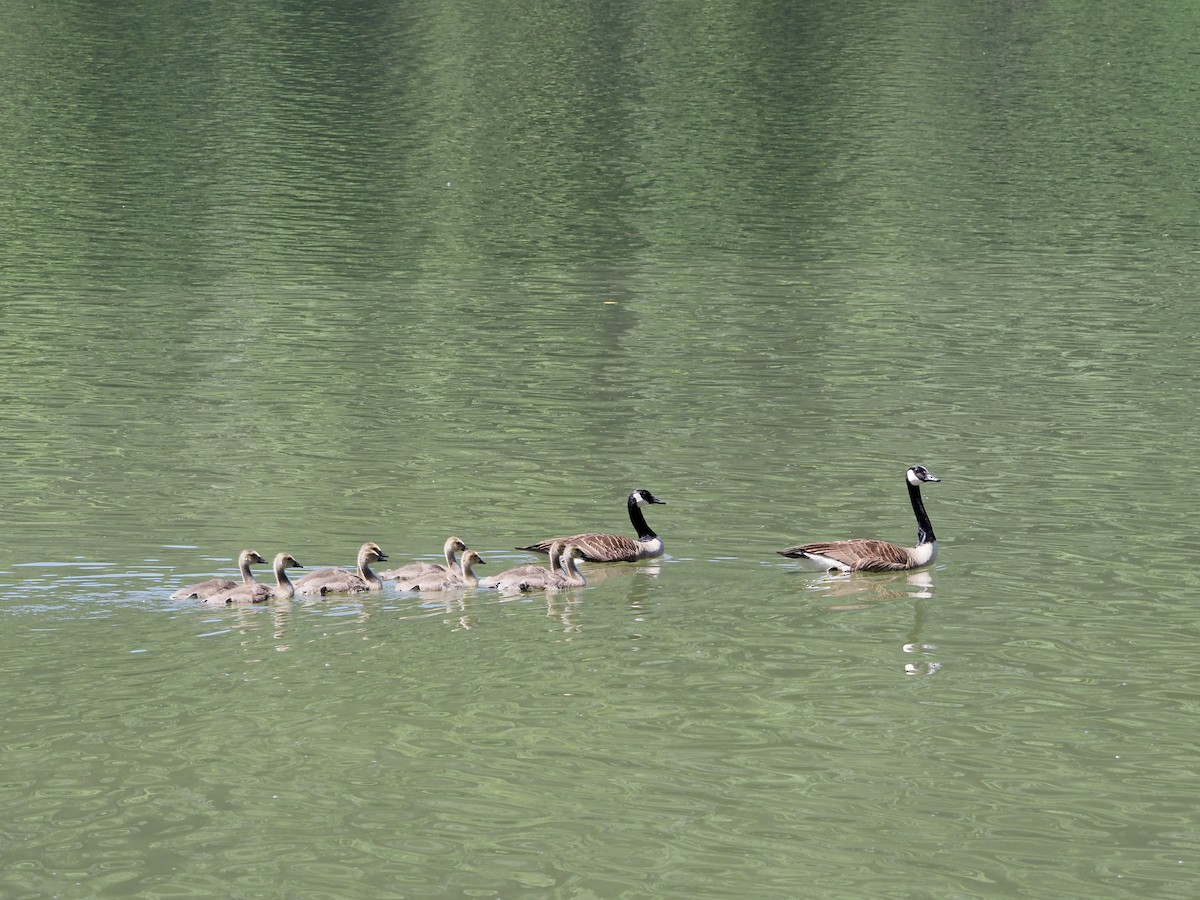 Canada Goose (canadensis Group) - ML619850872