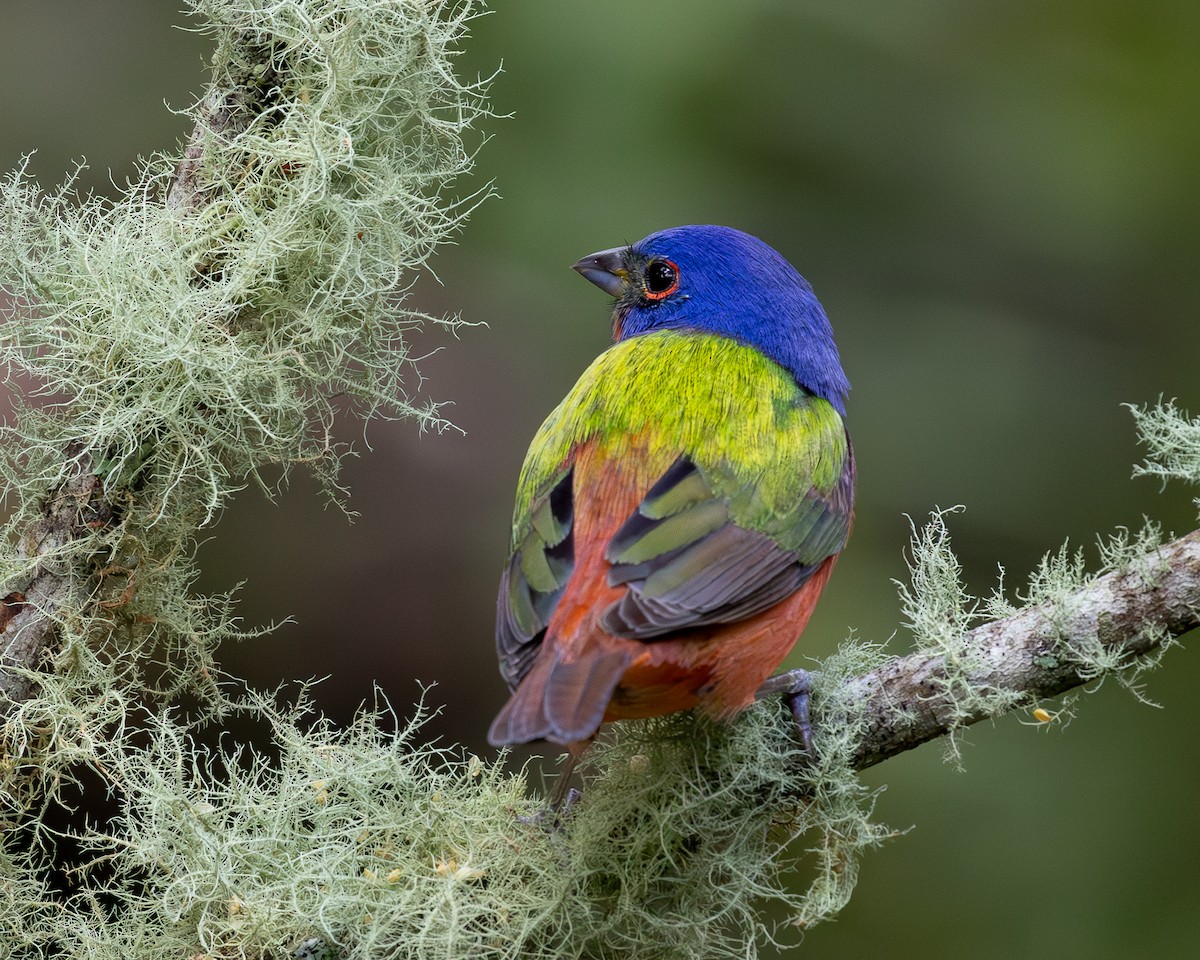 Painted Bunting - ML619850881