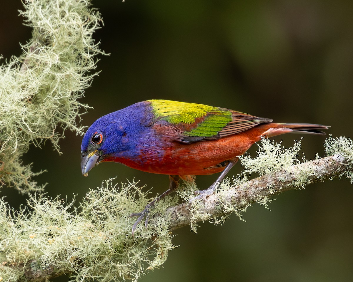 Painted Bunting - ML619850883