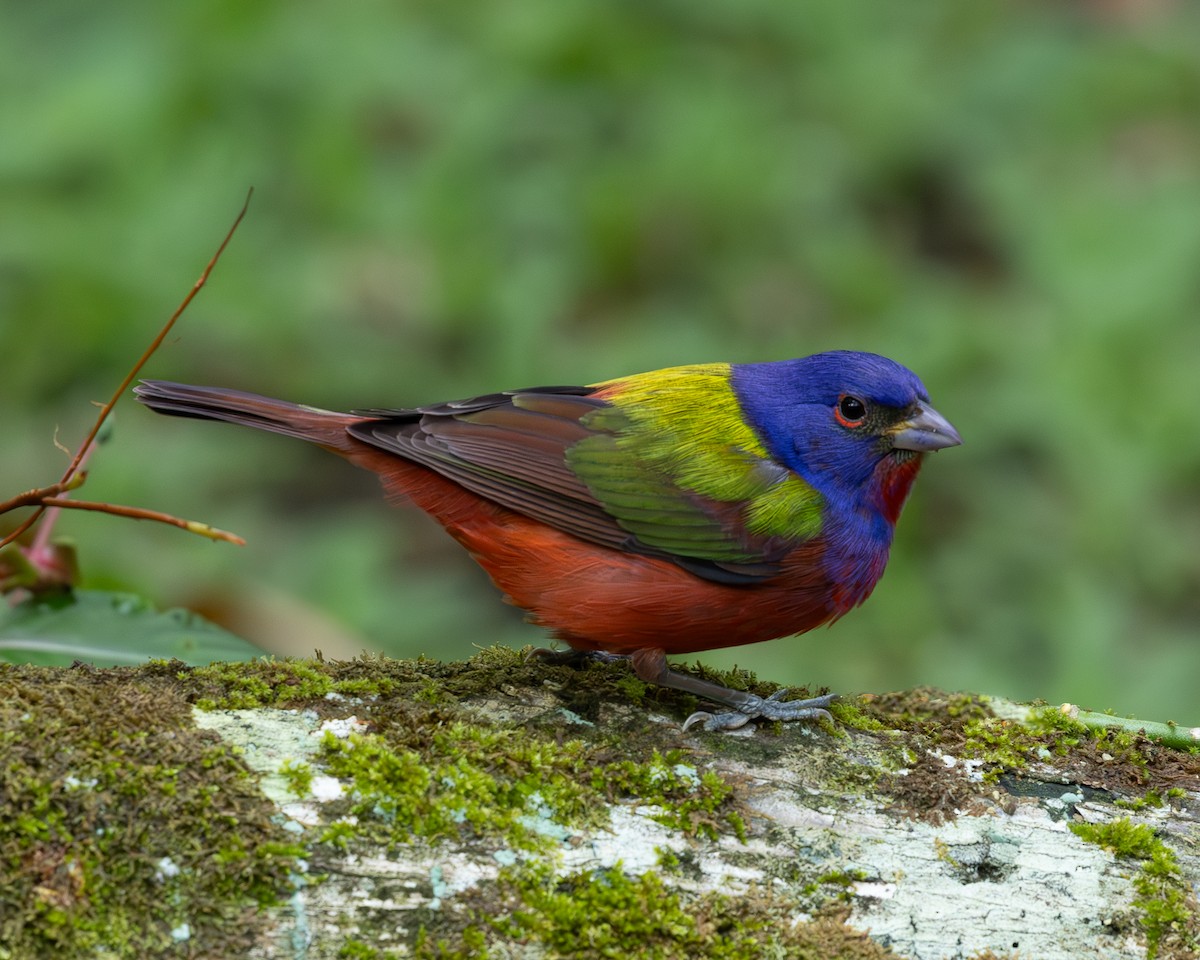 Painted Bunting - ML619850884