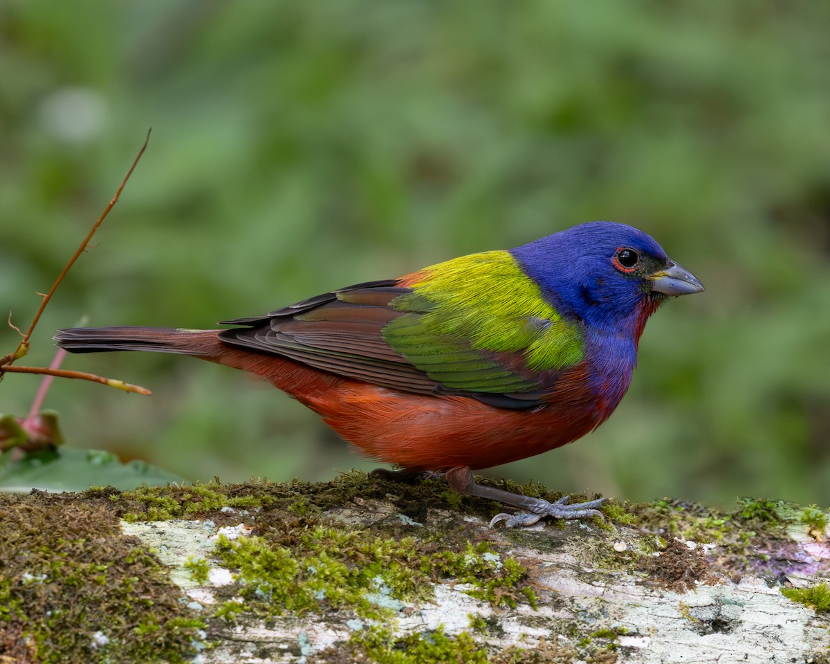 Painted Bunting - ML619850885