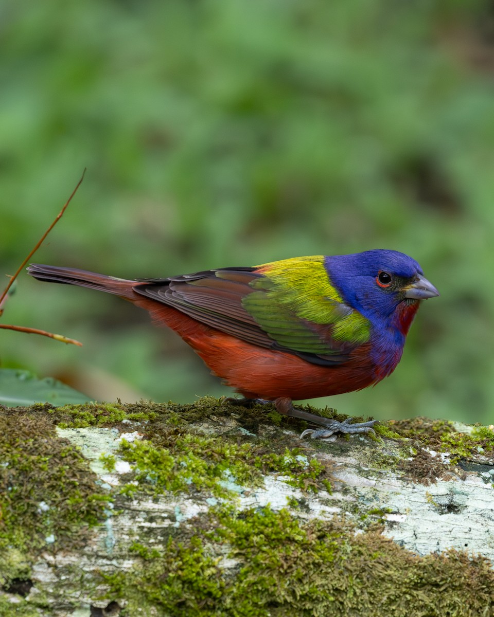 Painted Bunting - ML619850886