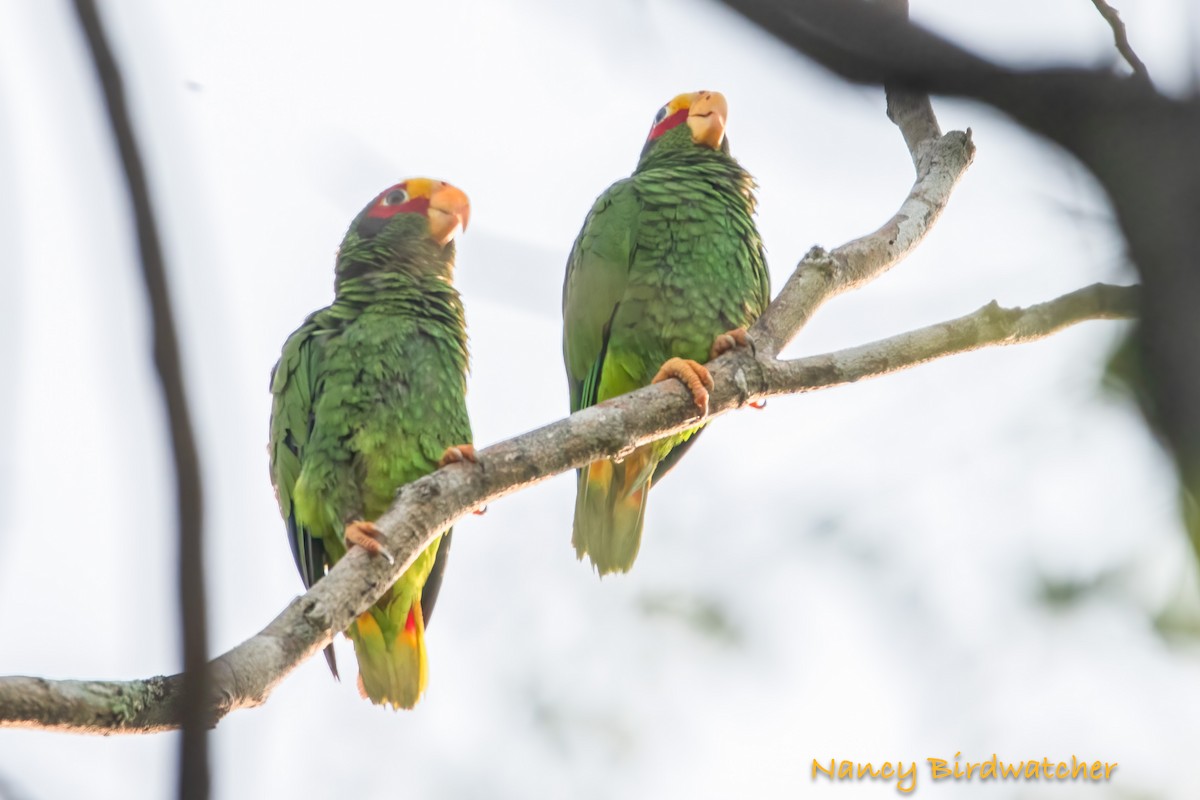 Yellow-lored Parrot - ML619850915