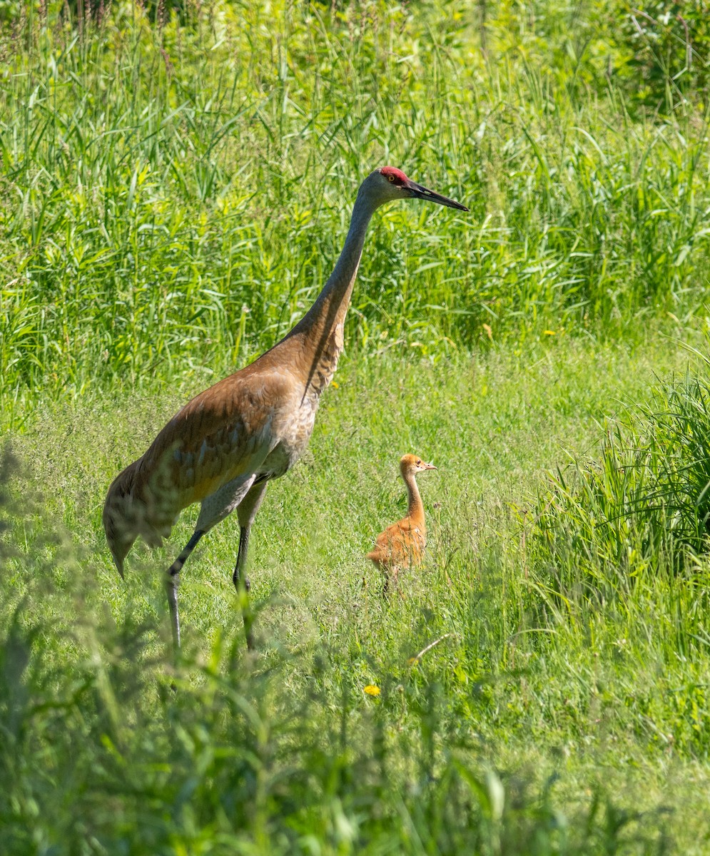 Sandhill Crane - ML619850921