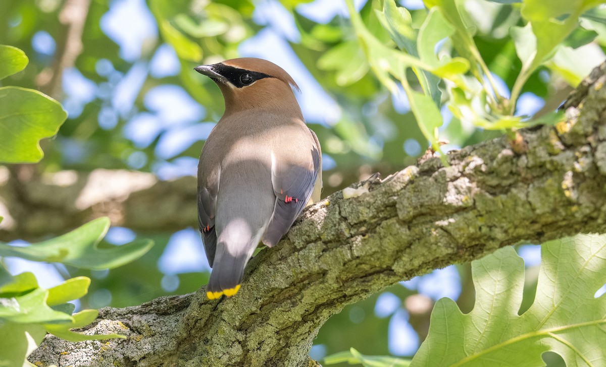 Cedar Waxwing - ML619850924