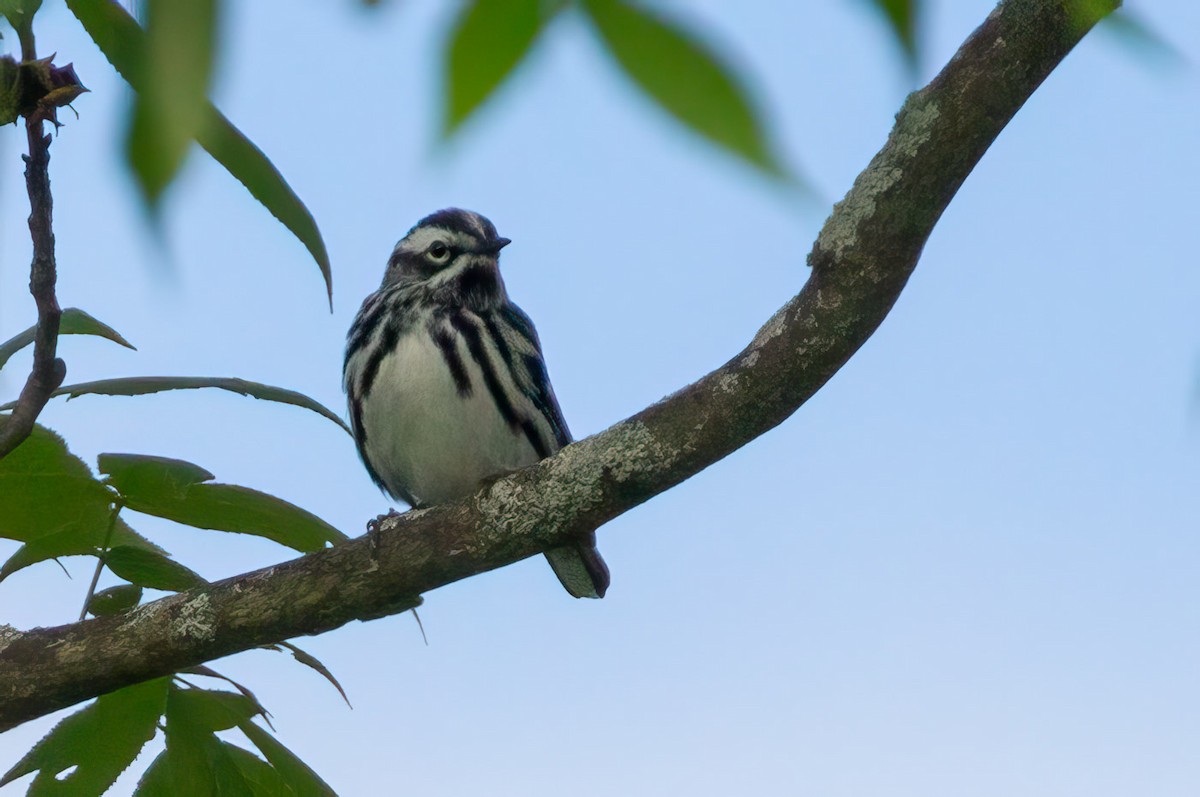 Black-and-white Warbler - ML619850932