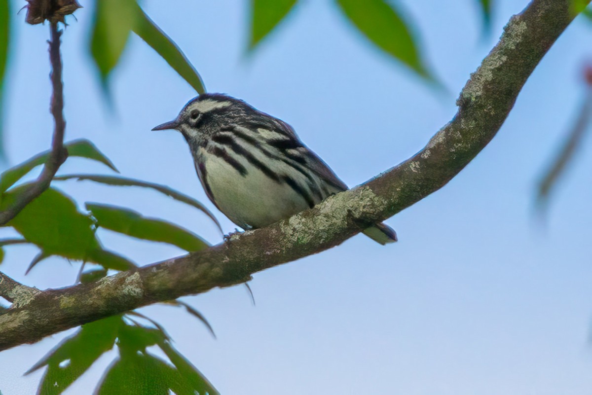 Black-and-white Warbler - ML619850934