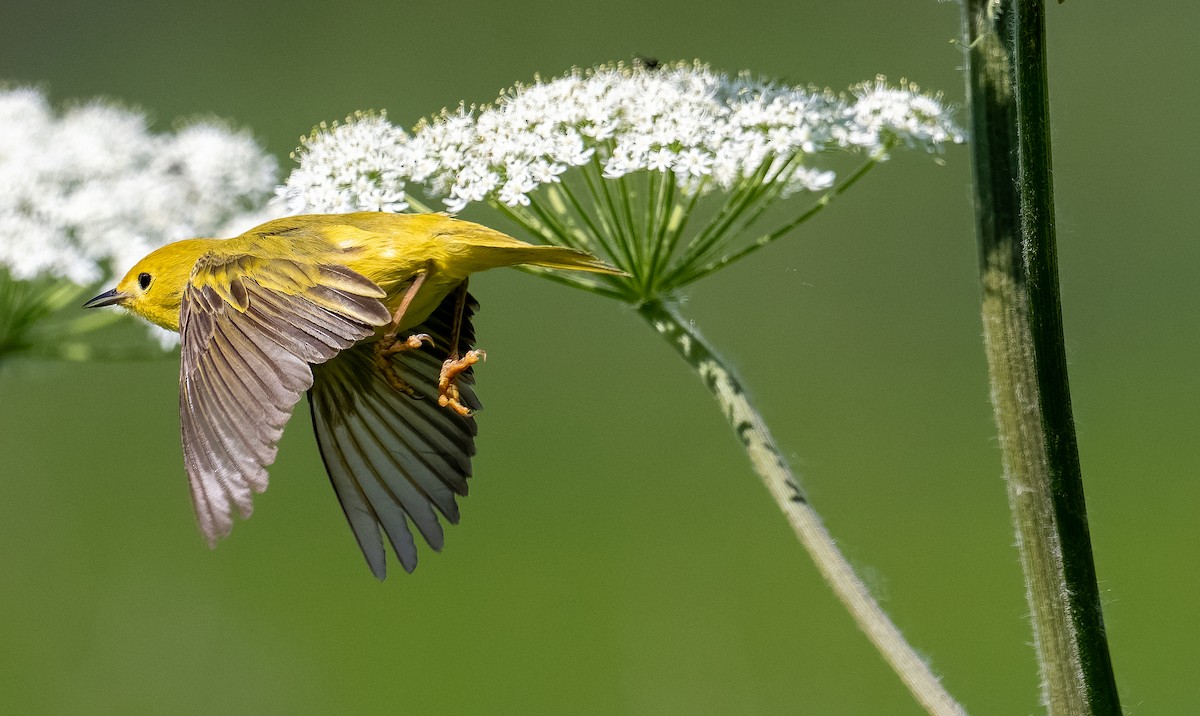 Goldwaldsänger - ML619850948