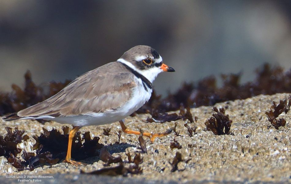 Semipalmated Plover - ML619850951
